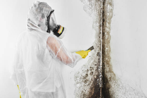 Best DIY Mold Remediation in Morrow, GA